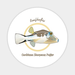 Caribbean Sharpnose Puffer Magnet